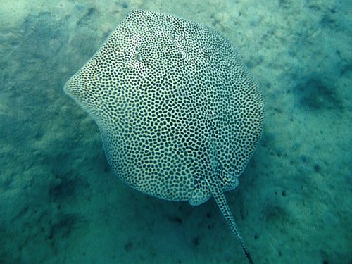 Reticulate whipray